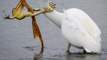 Foto pilihan keenam NatgGeo adalah karya fotografer Frank Haluska. Foto ini mendapatkan paling banyak likes di Instagram yang menangkap momen si kodok berjuang keras untuk bertahan hidup agar tak dimakan oleh si burung kuntul. (Foto: National Geographic)