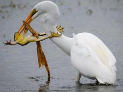 Jepretan Memukau Pemenang Kontes NatGeo di Instagram