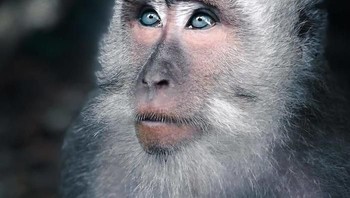 Selain foto-foto yang ditampilkan di Instagram Natgeo, finalis-finalis lainnya pun jepretannya juga keren seperti foto wajah monyet dengan tatapan mata yang tajam ini yang diabadikan oleh fotografer Maxime Israel Collier. (Foto: National Geographic)