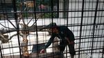 Kebun Binatang Surabaya Tambah Koleksi 74 Ekor Anak Komodo