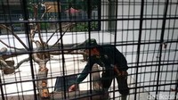 Penetasan telur 74 anak komodo dalam satu siklus di KBS merupakan sebuah rekor baru. 