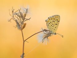 Kumpulan Foto Serangga dan Hewan dari Jarak Dekat