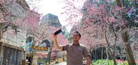 Selain Jepang, Taiwan Bisa Jadi Tempat Terbaik Menikmati Sakura