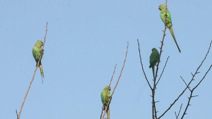 Belakangan dikabarkan kalau para petani di Madhya Pradesh diserang hama burung kakatua yang diduga kecanduan. Foto: BBC Belakangan dikabarkan kalau para petani di Madhya Pradesh diserang hama burung kakatua yang diduga kecanduan. Foto: BBC