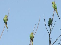 10 Hewan Paling Cerdas di Dunia, Ada yang Mengagetkan