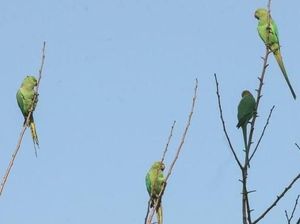 Diduga Kecanduan, Burung Kakatua Jadi Hama Petani Candu India