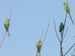 Diduga Kecanduan, Burung Kakatua Jadi Hama Petani Candu India