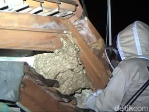 BPBD Tasik Evakuasi Sarang Tawon Sebesar Galon di Rumah Warga
