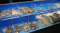 Seru! Di Resto Ini Bebas Ambil Seafood Hidup Sebelum Dimasak 