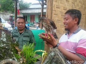 Warga Bondowoso Serahkan Alap-alap Nipon ke BKSDA Jember