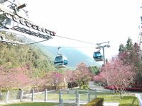 Selain Jepang, Taiwan Bisa Jadi Tempat Terbaik Menikmati Sakura
