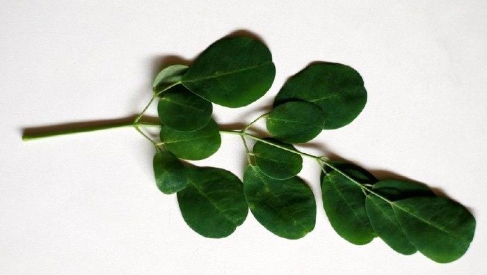 Daun kelor dianggap kaya nutrisi dan bisa mengatasi masalah gizi (Foto: iStock) Daun kelor dianggap kaya nutrisi dan bisa mengatasi masalah gizi (Foto: iStock)