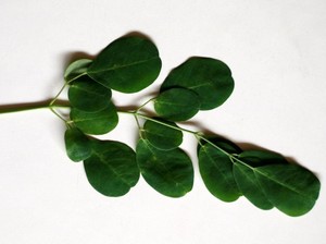 9 Manfaat Daun Kelor untuk Kesehatan