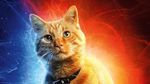Aksi Goose yang Curi Perhatian di Captain Marvel