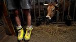 Peternak Asal Spanyol Ini Jago Main Sepatu Roda Sampai Jungkir Balik