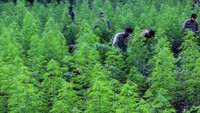 Sejumlah personel Polres Aceh Besar memusnahkan ladang ganja di kawasan hutan Montasik, Aceh, Rabu (6/3/2019). ANTARA FOTO/Irwansyah Putra.
