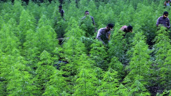 Polisi Musnahkan 80 Ribu Batang Ganja di Aceh