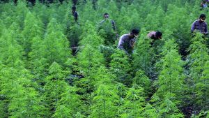 Polisi Musnahkan 80 Ribu Batang Ganja di Aceh