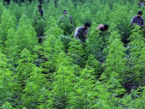Polisi Musnahkan 80 Ribu Batang Ganja di Aceh
