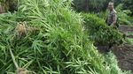 Polisi Musnahkan 80 Ribu Batang Ganja di Aceh