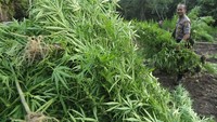 Ganja tersebut tersebar di dua lokasi dengan luas dua hektare. ANTARA FOTO/Irwansyah Putra.