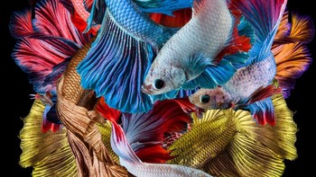 Juara kedua National Awards Indonesia, Dhiky Aditya. Foto: Sony World Photography 2019