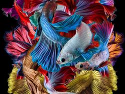 Karya Fotografer Indonesia Jawara Sony World Photography 2019