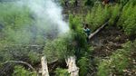 Polisi Musnahkan 80 Ribu Batang Ganja di Aceh