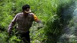 Polisi Musnahkan 80 Ribu Batang Ganja di Aceh