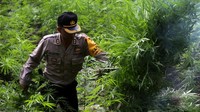 Lebih dari 80 ribu batang ganja dimusnahkan. ANTARA FOTO/Irwansyah Putra.