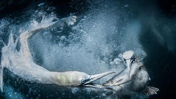 Jawara National Awards Inggris, Tracey Lund. Foto: Sony World Photography 2019