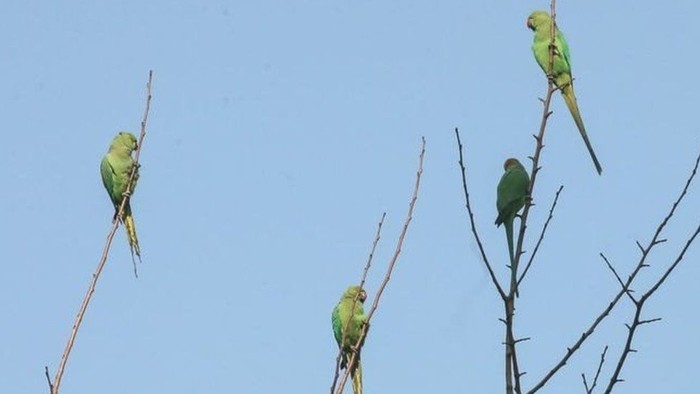 Burung Beo Pecandu Opium Buat Kegaduhan Di India