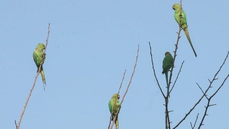 Burung Beo Pecandu Opium Buat Kegaduhan di India Burung Beo Pecandu Opium Buat Kegaduhan di India
