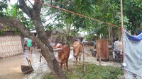 Selain itu, lokasi eksplorasi minyak milik Pertamina EP di Ngampel, Kecamatan Kapas juga dikepung banjir. Kemudian banjir tersebut membuat resah para petani yang terancam gagal panen karena persawahan mereka terendam.