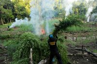 Aparat Musnahkan Ganja dengan Cara Dibakar, Apa Tidak Bikin Mabuk?