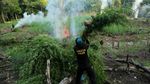 Polisi Musnahkan 80 Ribu Batang Ganja di Aceh