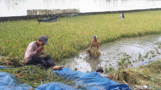 Banjir merusak sawah Bojonegoro/