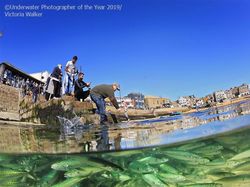 Karya Memukau Jawara Underwater Photographer of The Year 2019