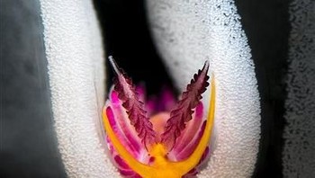 Juara kedua Macro Underwater Photographer of The Year 2019 diraih Flavio Vailati - Italia. Foto: Underwater Photographer of The Year