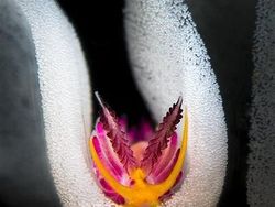 Karya Memukau Jawara Underwater Photographer of The Year 2019