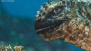 Juara kedua kategori Portrait Underwater Photographer of The Year 2019 diraih Bruce Sudweeks.  Foto: Underwater Photographer of The Year