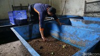 Dalam jangka waktu 12 hari, 10 ribu ekor bayi larva seberat 20 gram mampu menghabiskan sekitar 12 kilogram sampah organik.