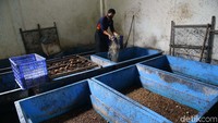 Unit Pengolahan Sampah 2 Sukmajaya, Depok, menjadi instansi pemerintahan pertama yang menggunakan maggot menjadi pengurai sampah.