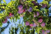 Populer Sebagai Pelangsing, Plum Kering Ditargetkan untuk Millennial