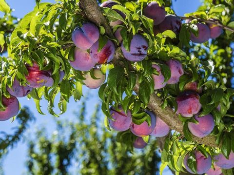 16 Manfaat Buah Plum Untuk Kesehatan Tubuh