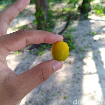 Buah lindungan 