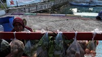 Pedagang itu pun menyebut harga sayur kangkung di Pulau Pramuka mencapai Rp 5.000 per ikat berbeda dengan di Jakarta yang hanya berkisar Rp 3.000 per ikat. Begitu pula yang terjadi pada penjualan buah jeruk yang bisa mencapai Rp 20.000 per kilogram saat dijual di Pulau Pramuka.