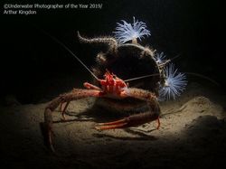 Karya Memukau Jawara Underwater Photographer of The Year 2019