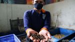 Maggot, Si Pengurai Sampah Pendulang Rupiah
