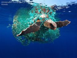Karya Memukau Jawara Underwater Photographer of The Year 2019
